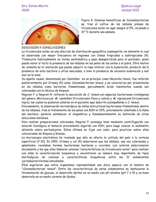 Dra. Estela Martin                                                           Química Legal
2009                                                                         Unidad VIII


                                              Figura 4. Colonias hemolíticas de Corynebacterium
                                              sp. tras el cultivo de los nódulos pilosos de
                                              tricomicosis axilar en agar sangre al 5%, incubado a
                                              37 °C durante una semana.




DISCUSIÓN Y CONCLUSIONES
La tricomicosis axilar es una afección de distribución geográfica cosmopolita, no obstante lo cual
es observada con mayor frecuencia en regiones con climas tropicales o subtropicales (4).
Transcurre habitualmente en forma asintomática y pasa desapercibida para el portador, quien
puede notar al tacto la presencia de los nódulos en los pelos de las axilas o el pubis. Otro motivo
de consulta es la coloración que puede adquirir la ropa interior con la sudoración, producto de la
presencia de esta bacteria u otras asociadas, o bien la presencia de excesiva sudoración y mal
olor en la zona.
Su agente causal, denominado por Castellani en un principio como Nocardia tenuis, fue referido
posteriormente por Crissey (5) como Corynebacterium tenuis, y se caracteriza por presentarse
en los nódulos como bacterias filamentosas, parcialmente ácido resistentes cuando son
coloreadas con la técnica de Kinyoun .
Negroni P. y Negroni R. refieren la asociación de C. tenuis con especies bacterianas cromógenas
del género Micrococcus: M. castellanii (tricomicosis flava y rubra) y M. nigrescens (tricomicosis
nigra), las cuales no pudieron aislarse en el paciente aquí descrito acompañando a C. tenuis .
Precisamente, la observación microscópica de estas estructuras bacterianas filamentosas dentro
de los nódulos, tras el tratamiento de los pelos con KOH al 20%, previamente calentado a la llama
del mechero, permite establecer el diagnóstico y fundamentalmente su distinción de otras
afecciones similares.
Para realizar preparaciones coloreadas, Negroni P. aconseja lavar mediante centrifugación con
solución fisiológica el material previamente digerido con KOH, para luego colocar el sedimento
obtenido sobre portaobjetos. Estos últimos se fijan con calor, para practicar sobre ellos
coloraciones de Kinyoun y Giemsa .
La microscopia electrónica ha revelado que sólo se afecta la cutícula del pelo o la corteza
superficial (7-10). En 1952, Crissey y col (5) observaron que los nódulos, una vez coloreados y
aplastados, revelaban formas bacterianas bacilares y cocoides. Los autores seleccionaron
únicamente a las que ellos llamaron colonias "características de tricomicosis axilar" para realizar
con ellas la caracterización bioquímica y encontraron un número muy importante de tipos
morfológicos de colonias y características bioquímicas entre los 31 aislamientos
corinebacteriformes estudiados.
Ellos sugirieron que estos organismos representaban una única especie con el nombre de
"Corynebacterium tenuis". Entre las características de estos aislamientos se destacaron la
fermentación de glucosa, el desarrollo óptimo en un medio con pH alcalino (pH 7 a 9) y un buen
desarrollo en un medio carente de lípidos .




                                                                                                18
 