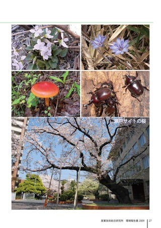 瀬戸サイトの桜




産業技術総合研究所　環境報告書 2009   27
 