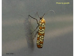 Photo by jpre86




              (c) 2009 INSTITUT Telecom & Olivier BERGER - 2009/10/03
this one...
 