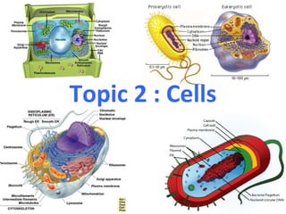 Topic 2 : Cells 