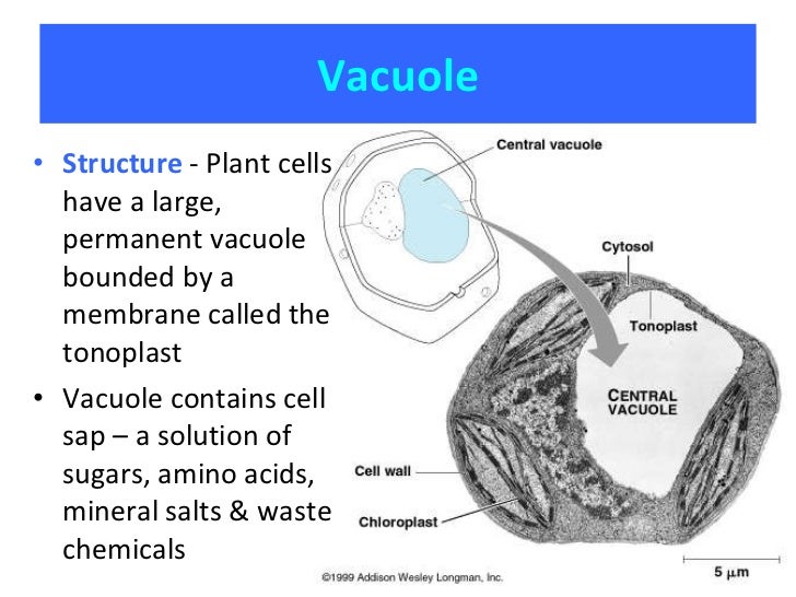 2.1, 2.2, 2.3 Cells