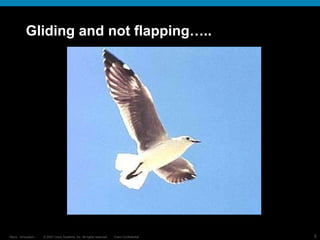 Gliding and not flapping….. 