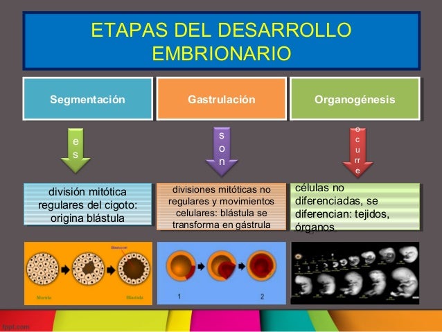 Resultado de imagen para desarrollo embrionario segmentacion y gastrulacion