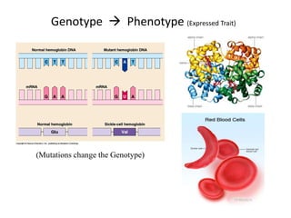 (Mutations change the Genotype)
Genotype  Phenotype (Expressed Trait)
 