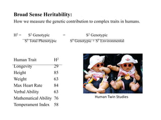 Broad Sense Heritability:
How we measure the genetic contribution to complex traits in humans.
H2 = S2 Genotypic = S2 Genotypic
S2 Total Phenotypic S2 Genotypic + S2 Environmental
Human Trait H2
Longevity 29
Height 85
Weight 63
Max Heart Rate 84
Verbal Ability 63
Mathematical Ability 76
Temperament Index 58
Human Twin Studies
 