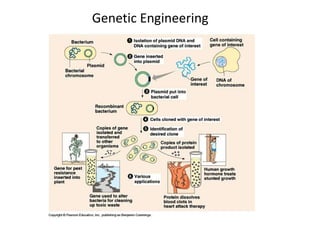 Genetic Engineering
 