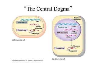 “The Central Dogma”
 