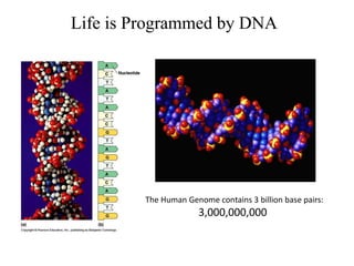 Life is Programmed by DNA
The Human Genome contains 3 billion base pairs:
3,000,000,000
 