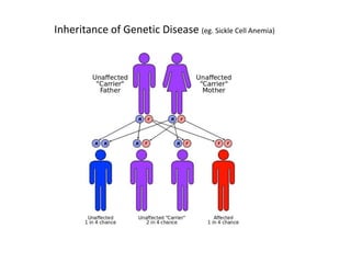Inheritance of Genetic Disease (eg. Sickle Cell Anemia)
 