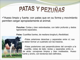 Raza Holstein Slide 11