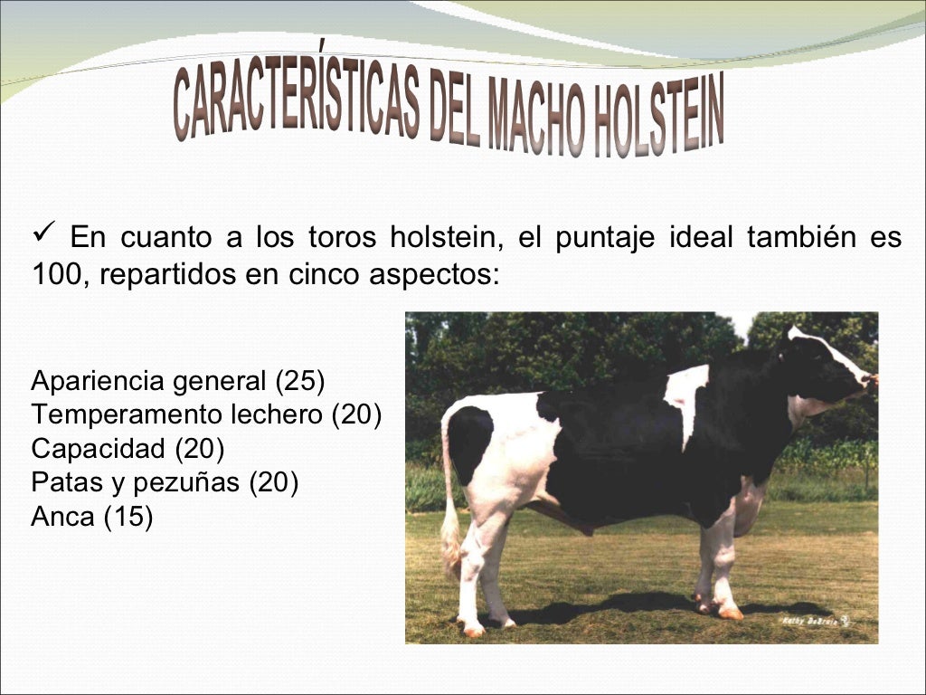 Raza Holstein