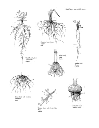 Botany Illustrated Introduction To Plants Major Groups Flowering Plant ...