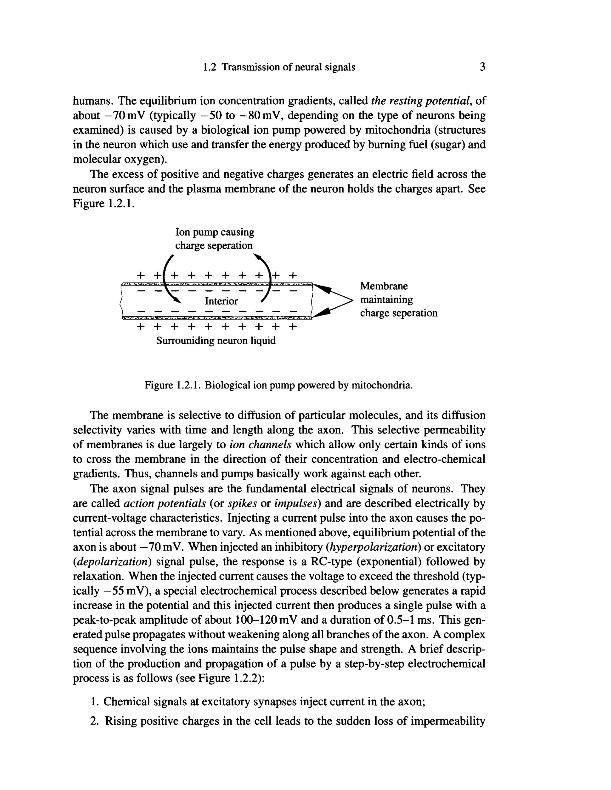 1.2 Transmission of neural signals 3
humans. The equilibrium ion concentration gradients, called the resting potential, of
about —70mV (typically —50 to —80 mV, depending on the type of neurons being
examined) is caused by a biological ion pump powered by mitochondria (structures
in the neuron which use and transfer the energy produced by burning fuel (sugar) and
molecular oxygen).
The excess of positive and negative charges generates an electric field across the
neuron surface and the plasma membrane of the neuron holds the charges apart. See
Figure 1.2.1.
Ion pump causing
charge seperation
+ +f + + + + + + + +
Membrane
+ + + + + + + + +
Surrouniding neuron liquid
J>
Interior ' ( J > maintaining
charge seperation
Figure 1.2.1. Biological ion pump powered by mitochondria.
The membrane is selective to diffusion of particular molecules, and its diffusion
selectivity varies with time and length along the axon. This selective permeability
of membranes is due largely to ion channels which allow only certain kinds of ions
to cross the membrane in the direction of their concentration and electro-chemical
gradients. Thus, channels and pumps basically work against each other.
The axon signal pulses are the fundamental electrical signals of neurons. They
are called action potentials (or spikes or impulses) and are described electrically by
current-voltage characteristics. Injecting a current pulse into the axon causes the po-
tential across the membrane to vary. As mentioned above, equilibrium potential of the
axon is about —70 mV. When injected an inhibitory (hyperpolarization) or excitatory
(idepolarization) signal pulse, the response is a RC-type (exponential) followed by
relaxation. When the injected current causes the voltage to exceed the threshold (typ-
ically —55 mV), a special electrochemical process described below generates a rapid
increase in the potential and this injected current then produces a single pulse with a
peak-to-peak amplitude of about 100-120 mV and a duration of 0.5-1 ms. This gen-
erated pulse propagates without weakening along all branches of the axon. A complex
sequence involving the ions maintains the pulse shape and strength. A brief descrip-
tion of the production and propagation of a pulse by a step-by-step electrochemical
process is as follows (see Figure 1.2.2):
1. Chemical signals at excitatory synapses inject current in the axon;
2. Rising positive charges in the cell leads to the sudden loss of impermeability
 