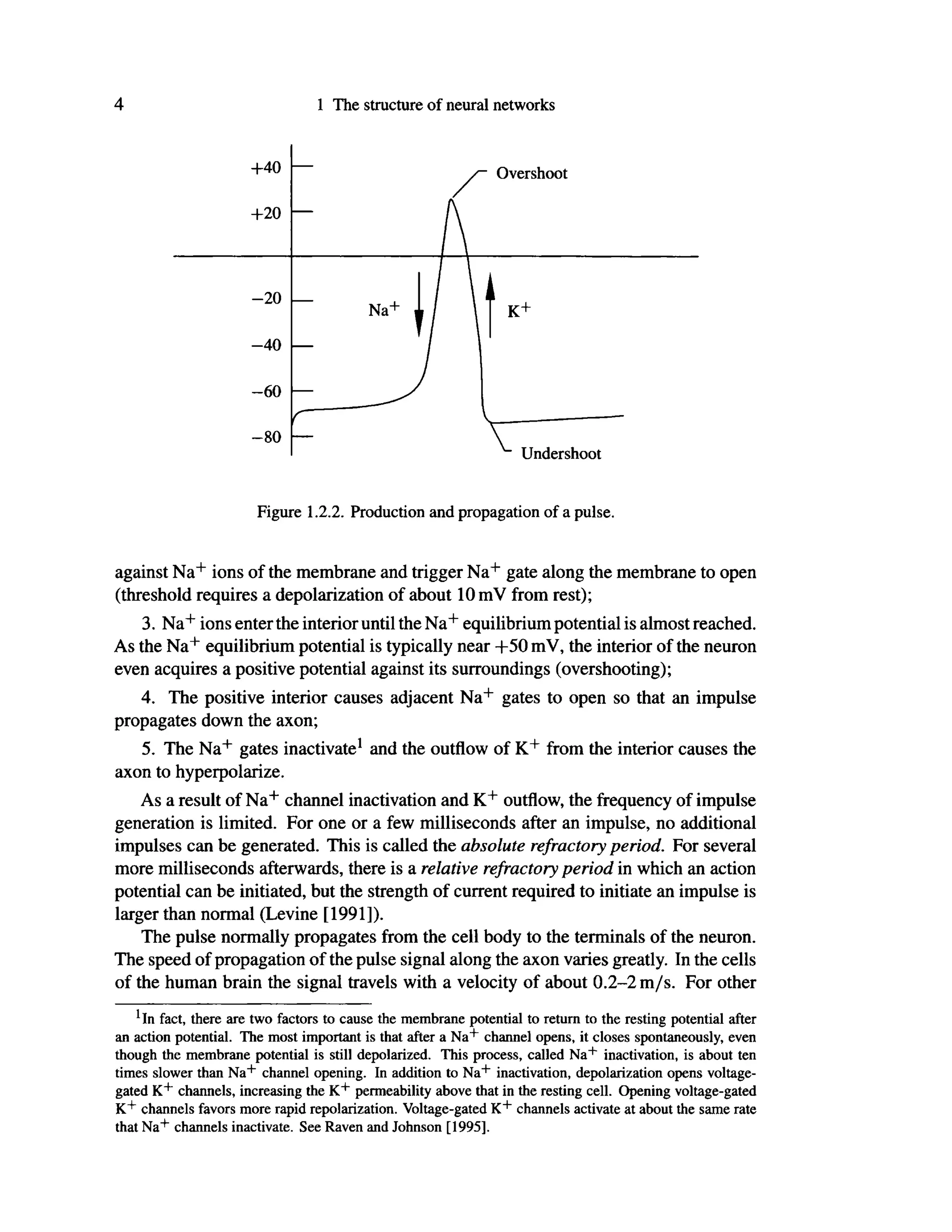 4 1 The structure of neural networks
+40 Overshoot
+20
- 6 0
- 2 0
- 8 0
- 4 0
K+
Undershoot
Figure 1.2.2. Production and propagation of a pulse.
against Na+
ions of the membrane and trigger Na+
gate along the membrane to open
(threshold requires a depolarization of about 10 mV from rest);
3. Na+
ions enter the interior until the Na+
equilibrium potential is almost reached.
As the Na+
equilibrium potential is typically near +50 mV, the interior of the neuron
even acquires a positive potential against its surroundings (overshooting);
4. The positive interior causes adjacent Na+
gates to open so that an impulse
propagates down the axon;
5. The Na+
gates inactivate1
and the outflow of K+
from the interior causes the
axon to hyperpolarize.
As a result of Na+
channel inactivation and K+
outflow, the frequency of impulse
generation is limited. For one or a few milliseconds after an impulse, no additional
impulses can be generated. This is called the absolute refractory period. For several
more milliseconds afterwards, there is a relative refractory period in which an action
potential can be initiated, but the strength of current required to initiate an impulse is
larger than normal (Levine [1991]).
The pulse normally propagates from the cell body to the terminals of the neuron.
The speed of propagation of the pulse signal along the axon varies greatly. In the cells
of the human brain the signal travels with a velocity of about 0.2-2 m/s. For other
'in fact, there are two factors to cause the membrane potential to return to the resting potential after
an action potential. The most important is that after a Na+
channel opens, it closes spontaneously, even
though the membrane potential is still depolarized. This process, called Na+
inactivation, is about ten
times slower than Na+
channel opening. In addition to Na+
inactivation, depolarization opens voltage-
gated K +
channels, increasing the K +
permeability above that in the resting cell. Opening voltage-gated
K +
channels favors more rapid repolarization. Voltage-gated K +
channels activate at about the same rate
that Na+
channels inactivate. See Raven and Johnson [1995].
 