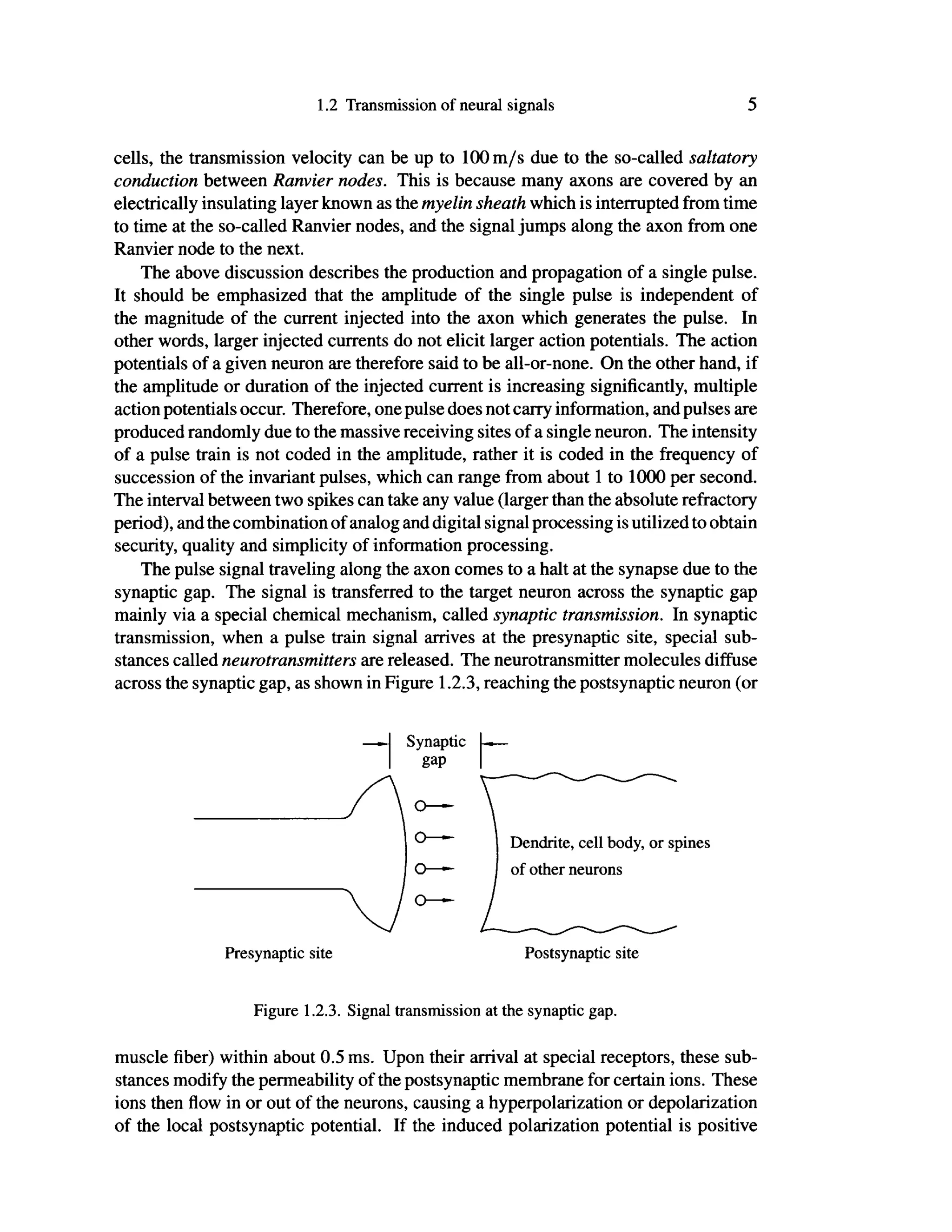 1.2 Transmission of neural signals 5
cells, the transmission velocity can be up to 100 m/s due to the so-called saltatory
conduction between Ranvier nodes. This is because many axons are covered by an
electrically insulating layer known as the myelin sheath which is interrupted from time
to time at the so-called Ranvier nodes, and the signal jumps along the axon from one
Ranvier node to the next.
The above discussion describes the production and propagation of a single pulse.
It should be emphasized that the amplitude of the single pulse is independent of
the magnitude of the current injected into the axon which generates the pulse. In
other words, larger injected currents do not elicit larger action potentials. The action
potentials of a given neuron are therefore said to be all-or-none. On the other hand, if
the amplitude or duration of the injected current is increasing significantly, multiple
action potentials occur. Therefore, one pulse does not carry information, and pulses are
produced randomly due to the massive receiving sites of a single neuron. The intensity
of a pulse train is not coded in the amplitude, rather it is coded in the frequency of
succession of the invariant pulses, which can range from about 1 to 1000 per second.
The interval between two spikes can take any value (larger than the absolute refractory
period), and the combination of analog and digital signal processing is utilized to obtain
security, quality and simplicity of information processing.
The pulse signal traveling along the axon comes to a halt at the synapse due to the
synaptic gap. The signal is transferred to the target neuron across the synaptic gap
mainly via a special chemical mechanism, called synaptic transmission. In synaptic
transmission, when a pulse train signal arrives at the presynaptic site, special sub-
stances called neurotransmitters are released. The neurotransmitter molecules diffuse
across the synaptic gap, as shown in Figure 1.2.3, reaching the postsynaptic neuron (or
Figure 1.2.3. Signal transmission at the synaptic gap.
muscle fiber) within about 0.5 ms. Upon their arrival at special receptors, these sub-
stances modify the permeability of the postsynaptic membrane for certain ions. These
ions then flow in or out of the neurons, causing a hyperpolarization or depolarization
of the local postsynaptic potential. If the induced polarization potential is positive
 