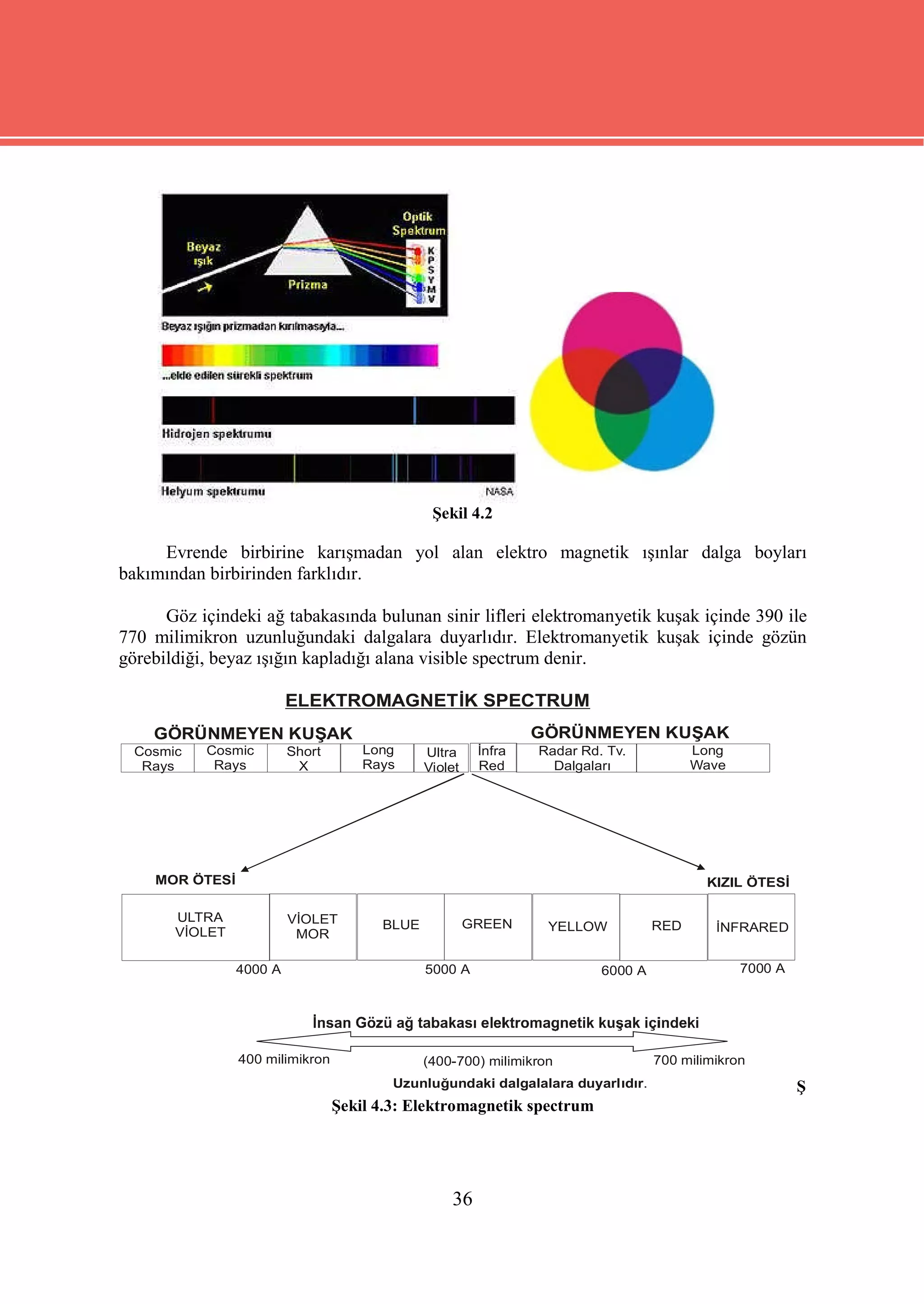 Şekil 4.2

     Evrende birbirine karışmadan yol alan elektro magnetik ışınlar dalga boyları
bakımından birbirinden farklıdır.

      Göz içindeki ağ tabakasında bulunan sinir lifleri elektromanyetik kuşak içinde 390 ile
770 milimikron uzunluğundaki dalgalara duyarlıdır. Elektromanyetik kuşak içinde gözün
görebildiği, beyaz ışığın kapladığı alana visible spectrum denir.

                         ELEKTROMAGNETİK SPECTRUM
    GÖRÜNMEYEN KUŞAK                                            GÖRÜNMEYEN KUŞAK
  Cosmic   Cosmic        Short       Long     Ultra     İnfra   Radar Rd. Tv.           Long
   Rays     Rays          X          Rays     Violet    Red       Dalgaları             Wave




    MOR ÖTESİ                                                                             KIZIL ÖTESİ

       ULTRA             VİOLET        BLUE            GREEN     YELLOW           RED      İNFRARED
       VİOLET             MOR

                4000 A                        5000 A                     6000 A                7000 A




                400 milimikron                (400-700) milimikron                700 milimikron
                                         Uzunluğundaki dalgalalara duyarlıdır.                          Ş
                                 Şekil 4.3: Elektromagnetik spectrum




                                                  36
 