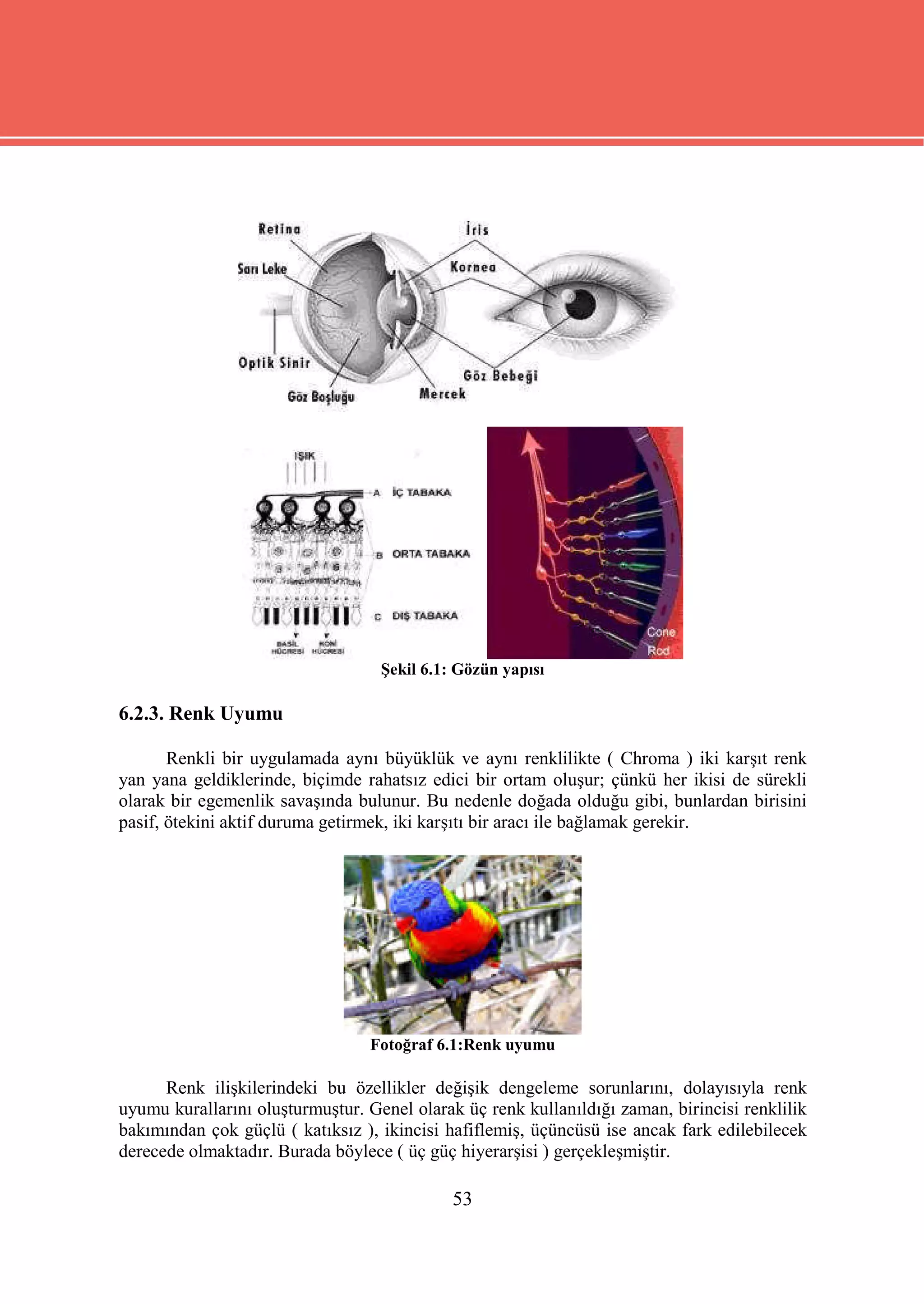 Şekil 6.1: Gözün yapısı

6.2.3. Renk Uyumu

       Renkli bir uygulamada aynı büyüklük ve aynı renklilikte ( Chroma ) iki karşıt renk
yan yana geldiklerinde, biçimde rahatsız edici bir ortam oluşur; çünkü her ikisi de sürekli
olarak bir egemenlik savaşında bulunur. Bu nedenle doğada olduğu gibi, bunlardan birisini
pasif, ötekini aktif duruma getirmek, iki karşıtı bir aracı ile bağlamak gerekir.




                                 Fotoğraf 6.1:Renk uyumu

      Renk ilişkilerindeki bu özellikler değişik dengeleme sorunlarını, dolayısıyla renk
uyumu kurallarını oluşturmuştur. Genel olarak üç renk kullanıldığı zaman, birincisi renklilik
bakımından çok güçlü ( katıksız ), ikincisi hafiflemiş, üçüncüsü ise ancak fark edilebilecek
derecede olmaktadır. Burada böylece ( üç güç hiyerarşisi ) gerçekleşmiştir.

                                             53
 