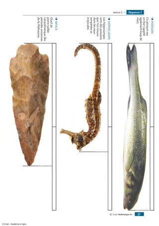 © Cned, Mathématiques 6e — 57
Ë	POISSON
Cepoissonest
unbar(appelé
égalementloupde
mer).
Ë	HIPPOCAMPE
Leshippocampes
sontdespoissons
quel’ontrouve
dansleseaux
tempéréeset
tropicales
Ë	BIFACE
Outilde
pierretaillée
caractéristiquedes
périodesanciennes
delaPréhistoire.
Séquence 2séance 2 —
© Cned – Académie en ligne
 