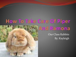 Our Class Rabbits
By: Kayleigh
 