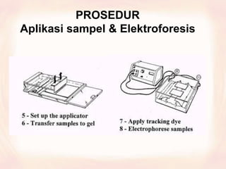 PROSEDUR
Aplikasi sampel & Elektroforesis
 
