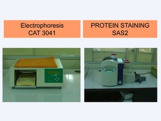 PROTEIN STAINING
SAS2
Electrophoresis
CAT 3041
 