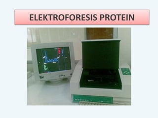 ELEKTROFORESIS PROTEIN
 
