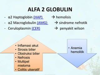 ALFA 2 GLOBULIN
- α2 Haptoglobin (HAP)  hemolisis
- α2 Macroglobulin (AMG)  sindrome nefrotik
- Ceruloplasmin (CER)  penyakit wilson
• Inflamasi akut
• Sirosis bilier
• Obstruksi bilier
• Nefrosis
• Multipel
mieloma
• Colitis ulseratif
• Anemia
hemolitik
 