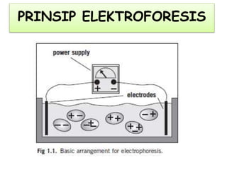 PRINSIP ELEKTROFORESIS
 