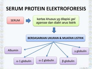 SERUM PROTEIN ELEKTROFORESIS
SERUM kertas khusus yg dilapisi gel
agarose dan dialiri arus listrik
BERDASARKAN UKURAN & MUATAN LISTRIK
Albumin
-1 globulin -2 globulin β globulin
γ globulin
 