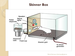 Mercè Bernaus mbernaus@uab.es
 