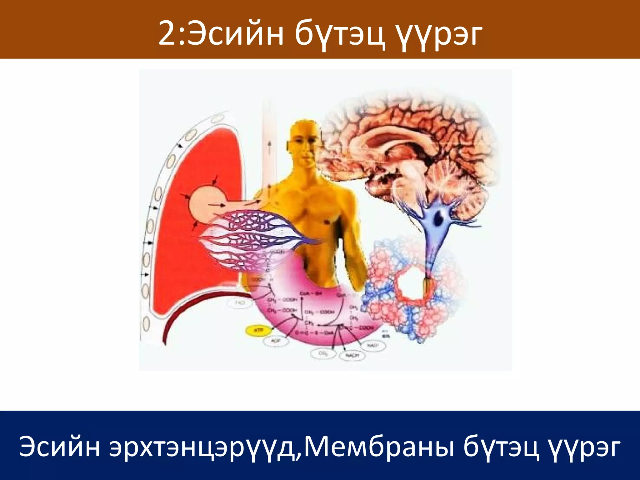 сэрэмтгий эсийн физиологи | PPT
