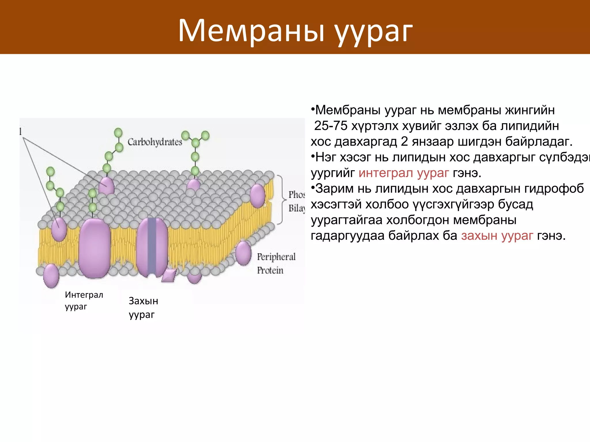 сэрэмтгий эсийн физиологи | PPT