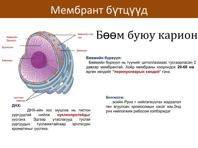 сэрэмтгий эсийн физиологи | PPT