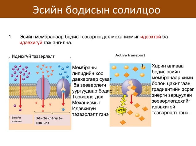 сэрэмтгий эсийн физиологи | PPT