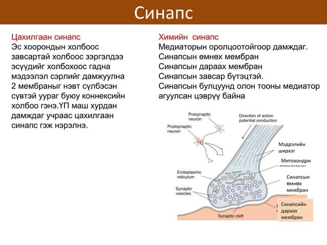 сэрэмтгий эсийн физиологи | PPT