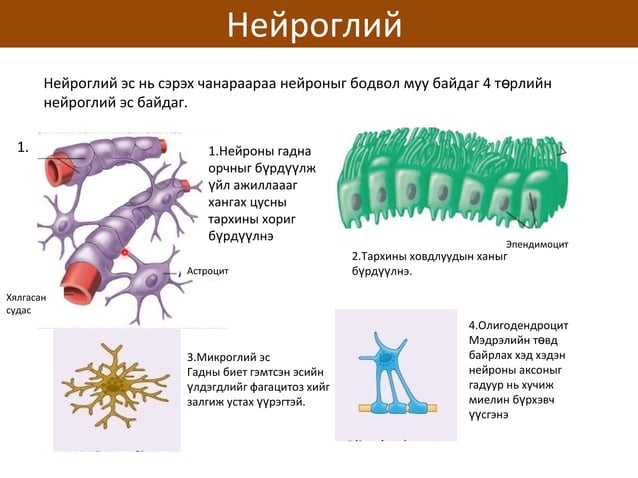 сэрэмтгий эсийн физиологи | PPT