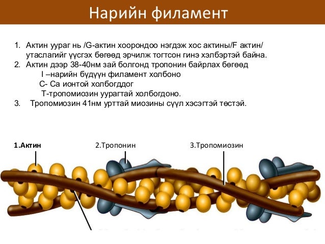 сэрэмтгий эсийн физиологи