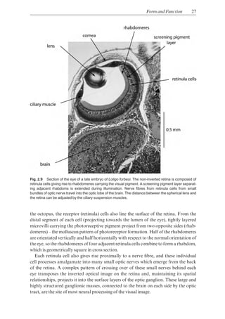 Photoreceptive Rhabdom Cephalopods Ecology And Fisheries Peter Boyle Paul Rodhouse | PDF