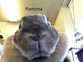 Ramona
 