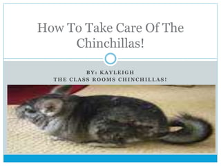 B Y : K A Y L E I G H
T H E C L A S S R O O M S C H I N C H I L L A S !
How To Take Care Of The
Chinchillas!
 