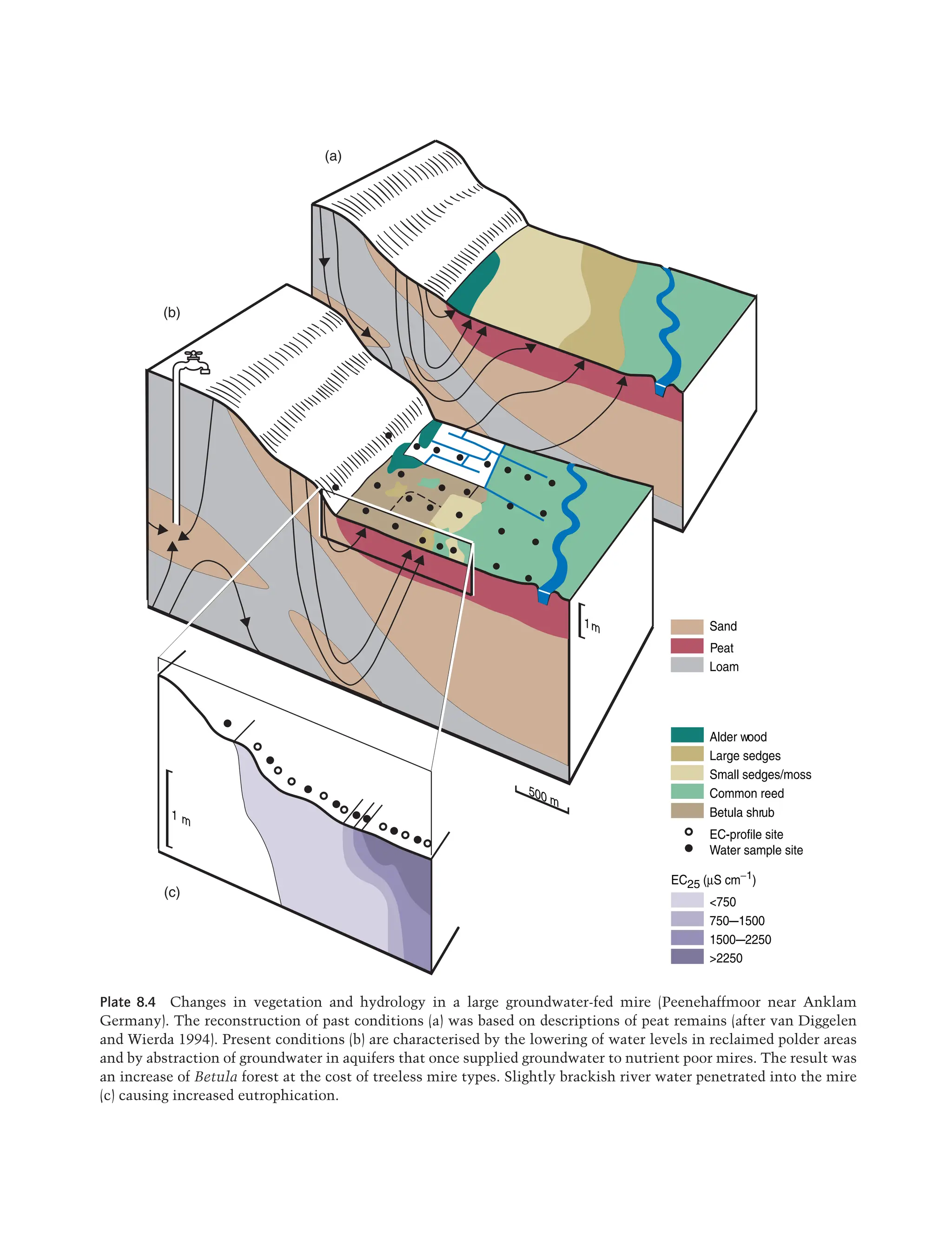 750–1500
<750
1500–2250
>2250
Large sedges
Alder wood
Small sedges/moss
Common reed
EC25 (µS cm−1
)
EC-profile site
Betula shrub
Water sample site
500 m
1m
1 m
Sand
Peat
Loam
(a)
(b)
(c)
Plate 8.4 Changes in vegetation and hydrology in a large groundwater-fed mire (Peenehaffmoor near Anklam
Germany). The reconstruction of past conditions (a) was based on descriptions of peat remains (after van Diggelen
and Wierda 1994). Present conditions (b) are characterised by the lowering of water levels in reclaimed polder areas
and by abstraction of groundwater in aquifers that once supplied groundwater to nutrient poor mires. The result was
an increase of Betula forest at the cost of treeless mire types. Slightly brackish river water penetrated into the mire
(c) causing increased eutrophication.
Maltby-Plates.indd 6
Maltby-Plates.indd 6 5/26/2009 9:58:41 AM
5/26/2009 9:58:41 AM
 