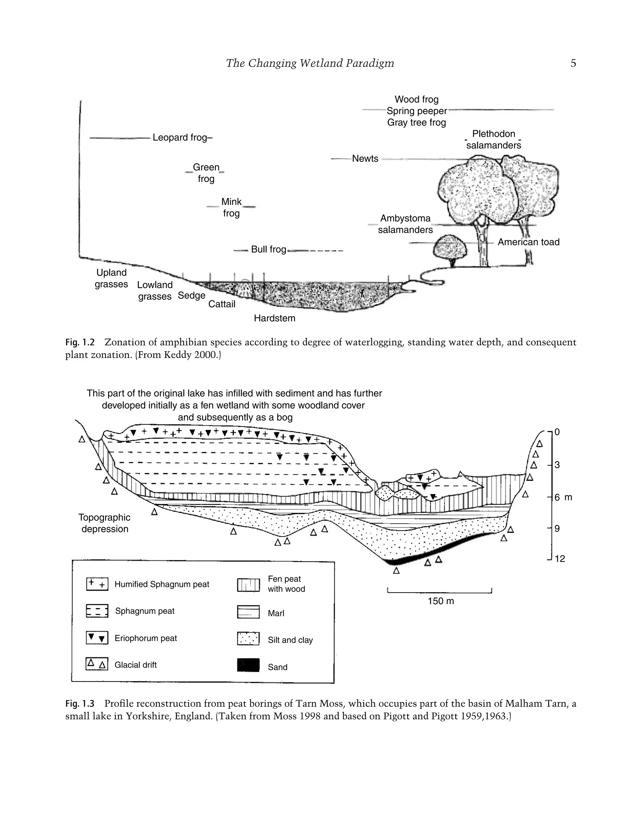 The Changing Wetland Paradigm 5
Green
frog
Mink
frog
Upland
grasses Lowland
grasses Sedge
Cattail
Hardstem
Ambystoma
salamanders
American toad
Newts
Wood frog
Spring peeper
Gray tree frog
Plethodon
salamanders
Bull frog
Leopard frog– - -
Fig. 1.2 Zonation of amphibian species according to degree of waterlogging, standing water depth, and consequent
plant zonation. (From Keddy 2000.)
Topographic
depression
Humified Sphagnum peat
Eriophorum peat
Glacial drift
Marl
Fen peat
with wood
150 m
12
9
6
3
m
0
Sand
Silt and clay
Sphagnum peat
This part of the original lake has infilled with sediment and has further
developed initially as a fen wetland with some woodland cover
and subsequently as a bog
Fig. 1.3 Proﬁle reconstruction from peat borings of Tarn Moss, which occupies part of the basin of Malham Tarn, a
small lake in Yorkshire, England. (Taken from Moss 1998 and based on Pigott and Pigott 1959,1963.)
Maltby-C001.indd 5
Maltby-C001.indd 5 6/2/2009 8:57:19 AM
6/2/2009 8:57:19 AM
 