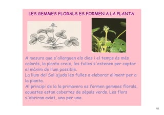 LES GEMMES FLORALS ES FORMEN A LA PLANTA




A mesura que s'allarguen els dies i el temps és més
calorós, la planta creix, les fulles s'estenen per captar
el màxim de llum possible.
La llum del Sol ajuda les fulles a elaborar aliment per a
la planta.
Al principi de la la primavera es formen gemmes florals,
aquestes estan cobertes de sèpals verds. Les flors
s'obriran aviat, una per una.

                                                            10
 