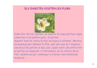 ELS INSECTES VISITEN LES FLORS




Cada flor té cinc pètals i al centre té unes petites tiges
cobertes d'un polsim groc, el pol∙len.
Aquest insecte visita la flor en busca d'aliment. Mentre
es passeja per damunt la flor, pot ser que se l'enganxi
una mica de pol∙len al seu cos i quan visiti una altra flor
el pol∙len es desprèn i s'introdueix en el centre de la
flor, aleshores pot començar a crèixer una minúscula
maduixa.

                                                              11
 