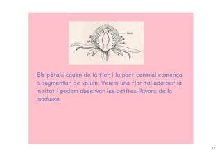 Els pètals cauen de la flor i la part central comença
a augmentar de volum. Veiem una flor tallada per la
meitat i podem observar les petites llavors de la
maduixa.




                                                        12
 