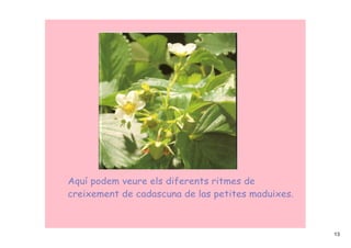 Aquí podem veure els diferents ritmes de
creixement de cadascuna de las petites maduixes.



                                                   13
 