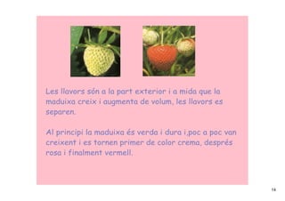 Les llavors són a la part exterior i a mida que la
maduixa creix i augmenta de volum, les llavors es
separen.

Al principi la maduixa és verda i dura i,poc a poc van
creixent i es tornen primer de color crema, després
rosa i finalment vermell.



                                                         14
 