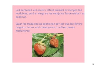 Les persones, els ocells i altres animals es mengen les
maduixes, però si ningú se les menja es faran malbé i es
podriran.

Quan les maduixes es podreixen pot ser que les llavors
caiguin a terra, així començaran a créixer noves
maduixeres.




                                                           16
 