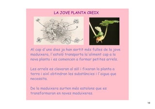 LA JOVE PLANTA CREIX




Al cap d'uns dies ja han sortit més fulles de la jove
maduixera, l'estoló transporta la'aliment cap a la
nova planta i es comencen a formar petites arrels.

Les arrels es clavaran al sòl i fixaran la planta a
terra i així obtindran les substàncies i l'aigua que
necessita.

De la maduixera surten més estolons que es
transformaran en noves maduixeres.

                                                        18
 