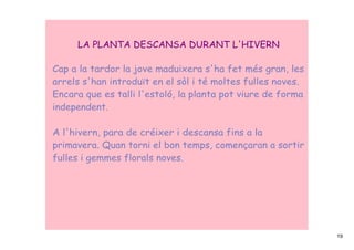LA PLANTA DESCANSA DURANT L'HIVERN

Cap a la tardor la jove maduixera s'ha fet més gran, les
arrels s'han introduït en el sòl i té moltes fulles noves.
Encara que es talli l'estoló, la planta pot viure de forma
independent.

A l'hivern, para de créixer i descansa fins a la
primavera. Quan torni el bon temps, començaran a sortir
fulles i gemmes florals noves.




                                                             19
 